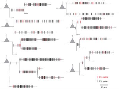 Quantitative Analysis of the Spatial Organization of Synaptic Inputs on the Postsynaptic Dendrite